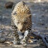 What do CITES data tell us about the legal wildcat trade?