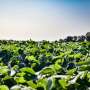 Tillage reductions lead to dramatic rise in crop yields and soil organic carbon levels