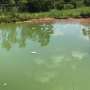 Tips to prevent cyanobacteria bloom exposure as temperatures rise