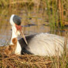 Outlook improves for wattled crane in South Africa