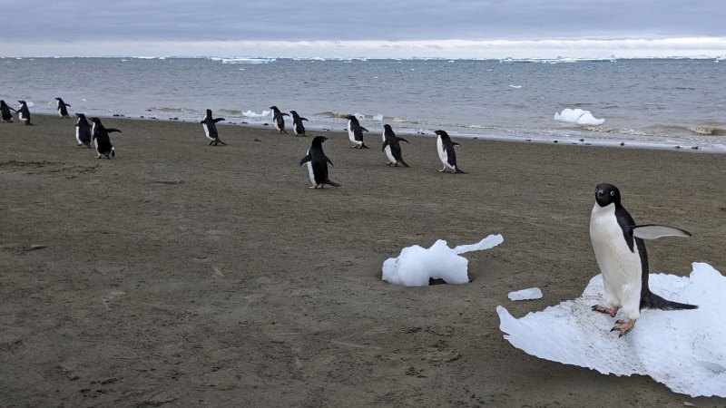 Penguin poop gives Antarctic cloud formation a boost