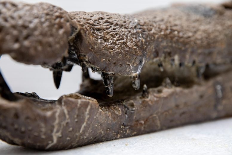 Living Fossils? How Crocodiles Survived What Dinosaurs Couldn’t