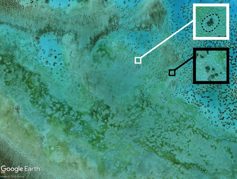 Why Are Coral Reefs Surrounded by Mysterious “Ghostly” Halos?