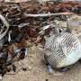 Toxic algae killing marine life off Australian coast