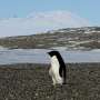 The surprising climate power of penguin poo
