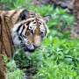 Could conserving tigers in forests be an integral part of climate change solutions?