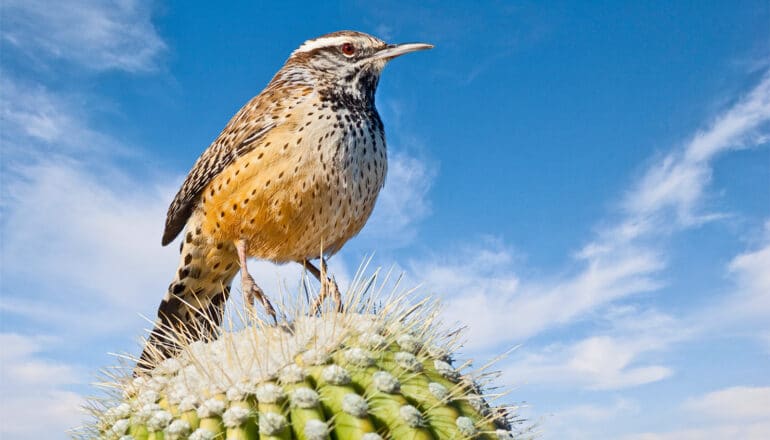 Few bird species can escape climate change