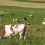 Climate change and cheese quality: The pivotal role of grass feeding