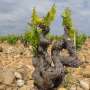 Climate change has sobering effect on wine regions worldwide, but with uneven impacts