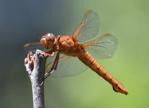 Humans are killing helpful insects in hundreds of ways − simple steps can reduce the harm