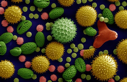 Ancient pollen reveals stories about Earth’s history, from the asteroid strike that killed the dinosaurs to the Mayan collapse