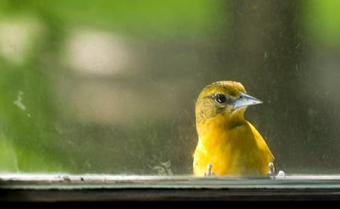 Windows are the No. 1 human threat to birds – an ecologist shares some simple steps to reduce collisions