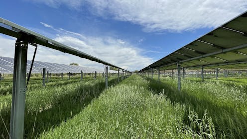 Solar arrays help boost Colorado grassland productivity in dry years