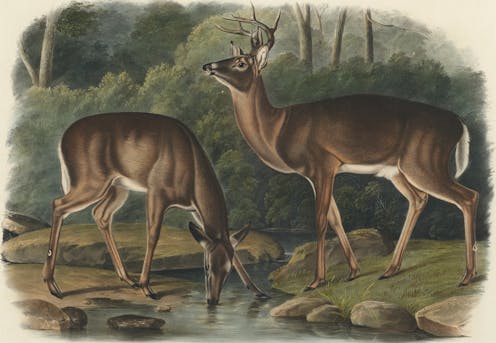 The rise and fall – and rise again – of white-tailed deer