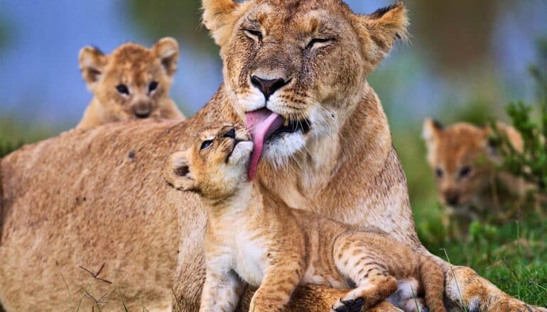 Humans are one of the biggest threats to lions