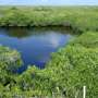Mangroves show surprising resilience to storms in a changing climate