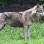 Wolf protection downgrade set for green light in EU
