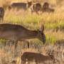 Kazakhstan to allow hunting once endangered antelopes