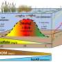 Sulfur runoff amplifies mercury concentrations in Florida Everglades