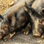 Sampling, lab capacity could be weak links in African swine fever outbreak