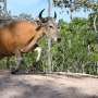 Rare wild cattle herded in Cambodia by helicopter
