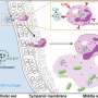 Single-dose gel clears ear infections in animal study within 24 hours