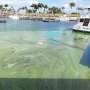 Water researchers develop prediction system for harmful algae