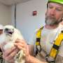 US peregrine falcons adapt well to city living as their coastal cousins struggle with bird flu