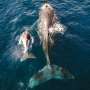 What impact would a proposed change to the Endangered Species Act have on marine plants and animals?