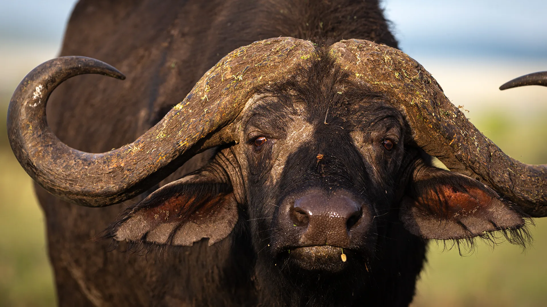 Why past mass extinctions didn’t break ecosystems—But this one might