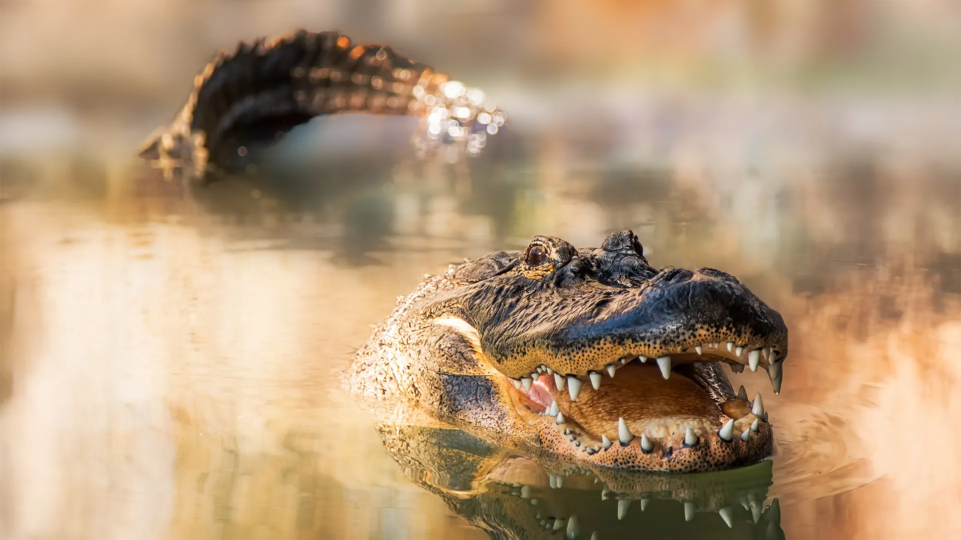 Something more toxic than gators is hiding in the swamps