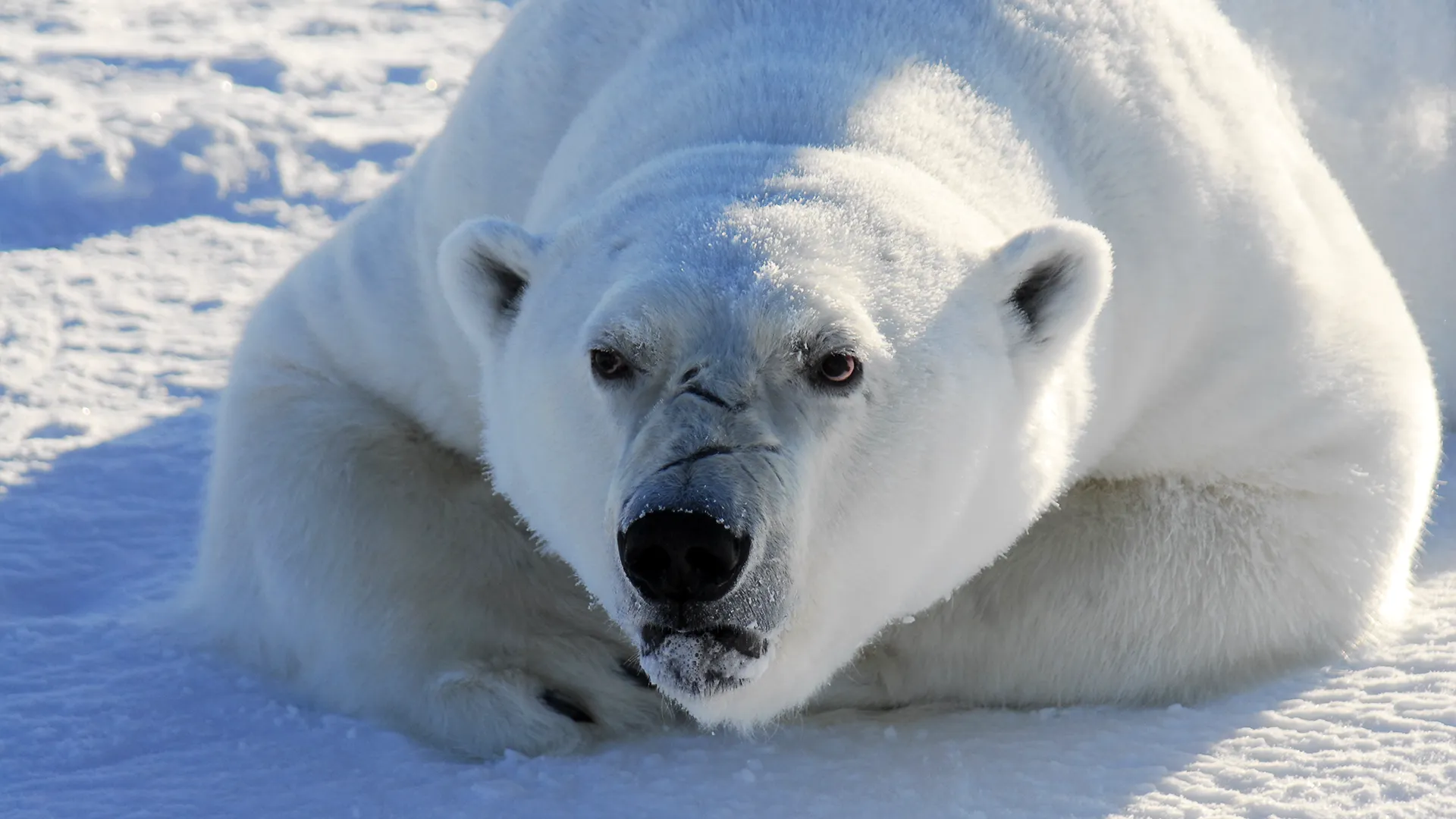 Toxic tides: Centuries-old mercury is flooding the arctic food chain