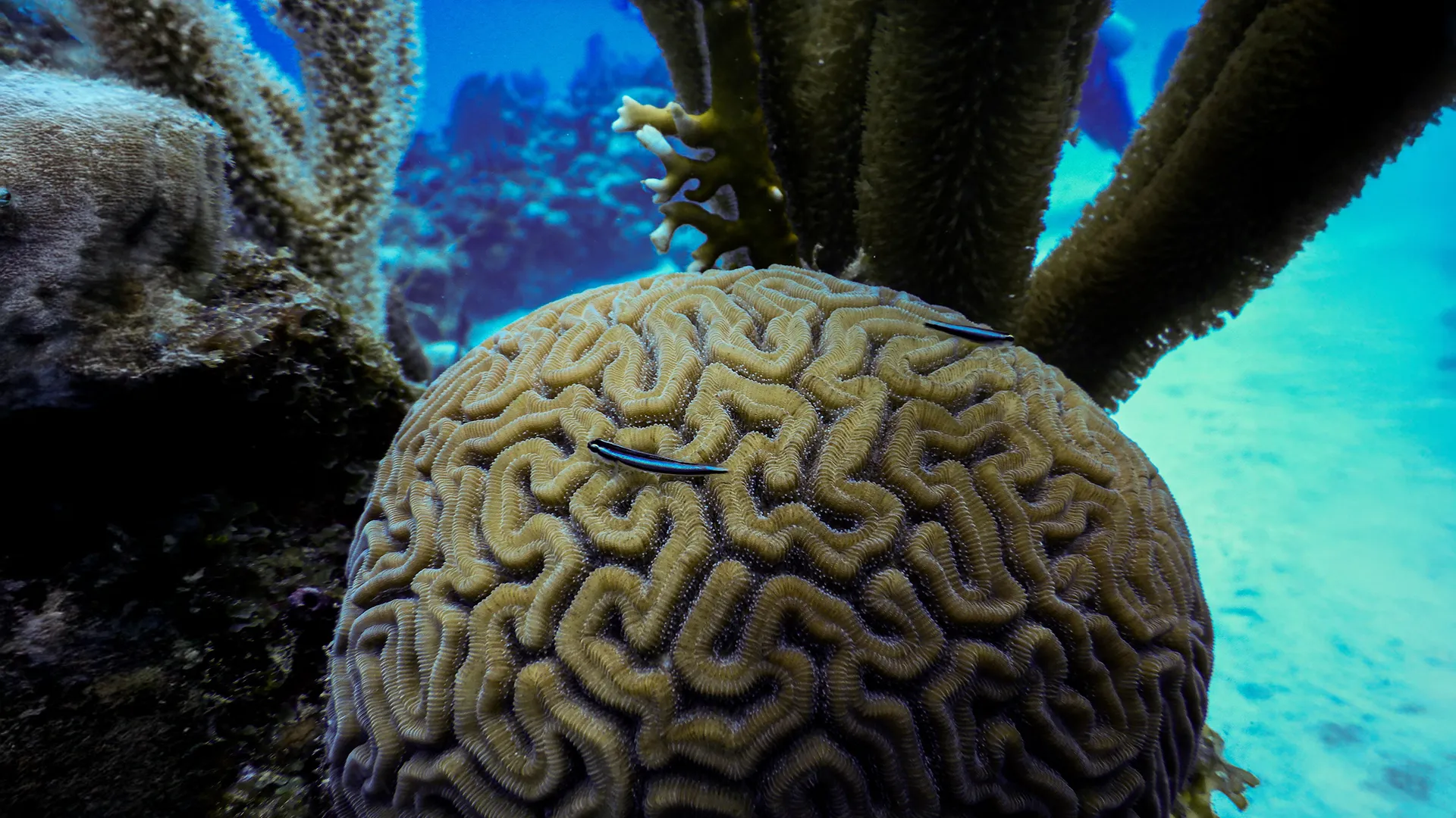 Cleaner fish: Tiny healers or hidden spreaders in coral reef ecosystems?