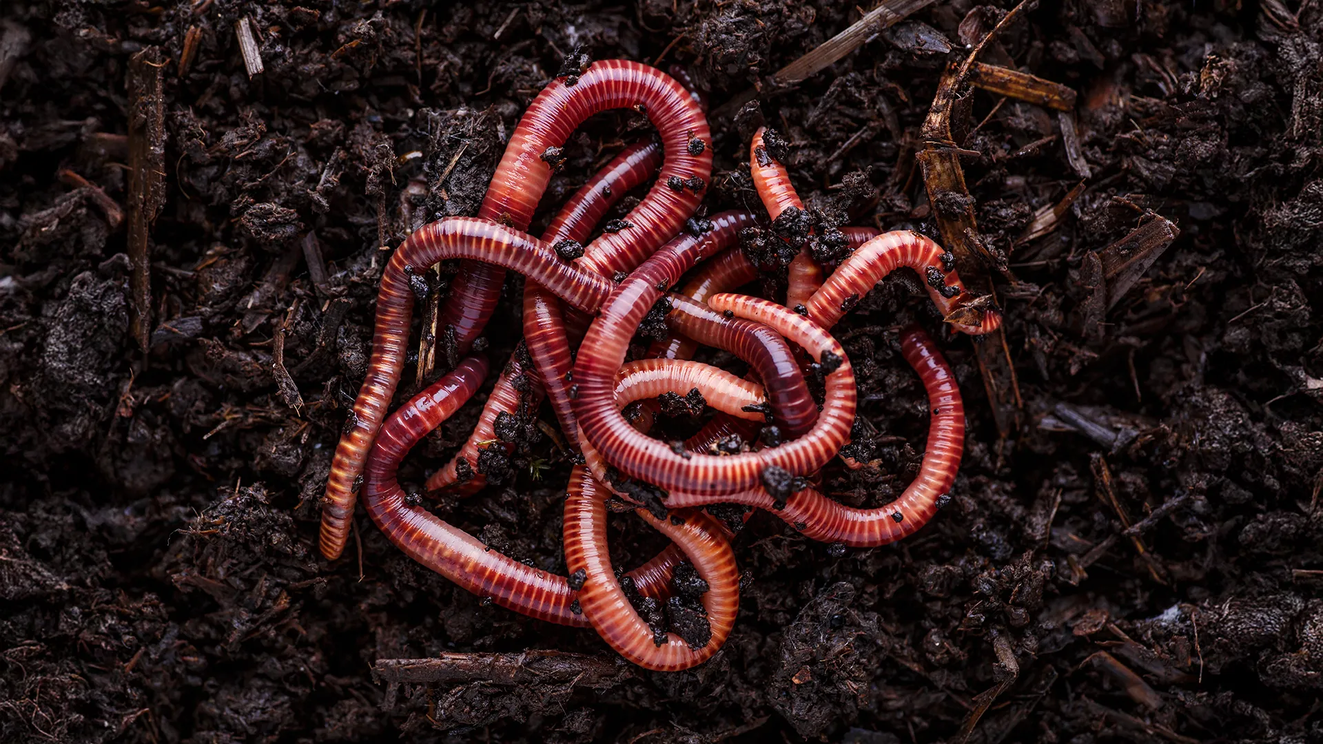 Defying Darwin: Scientists discover worms rewrote their DNA to survive on land