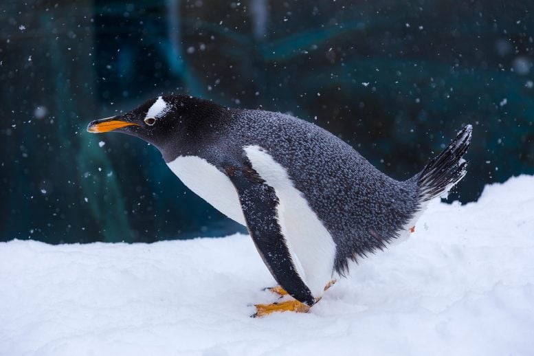 The Strange Way Penguin Poop Could Be Cooling Antarctica