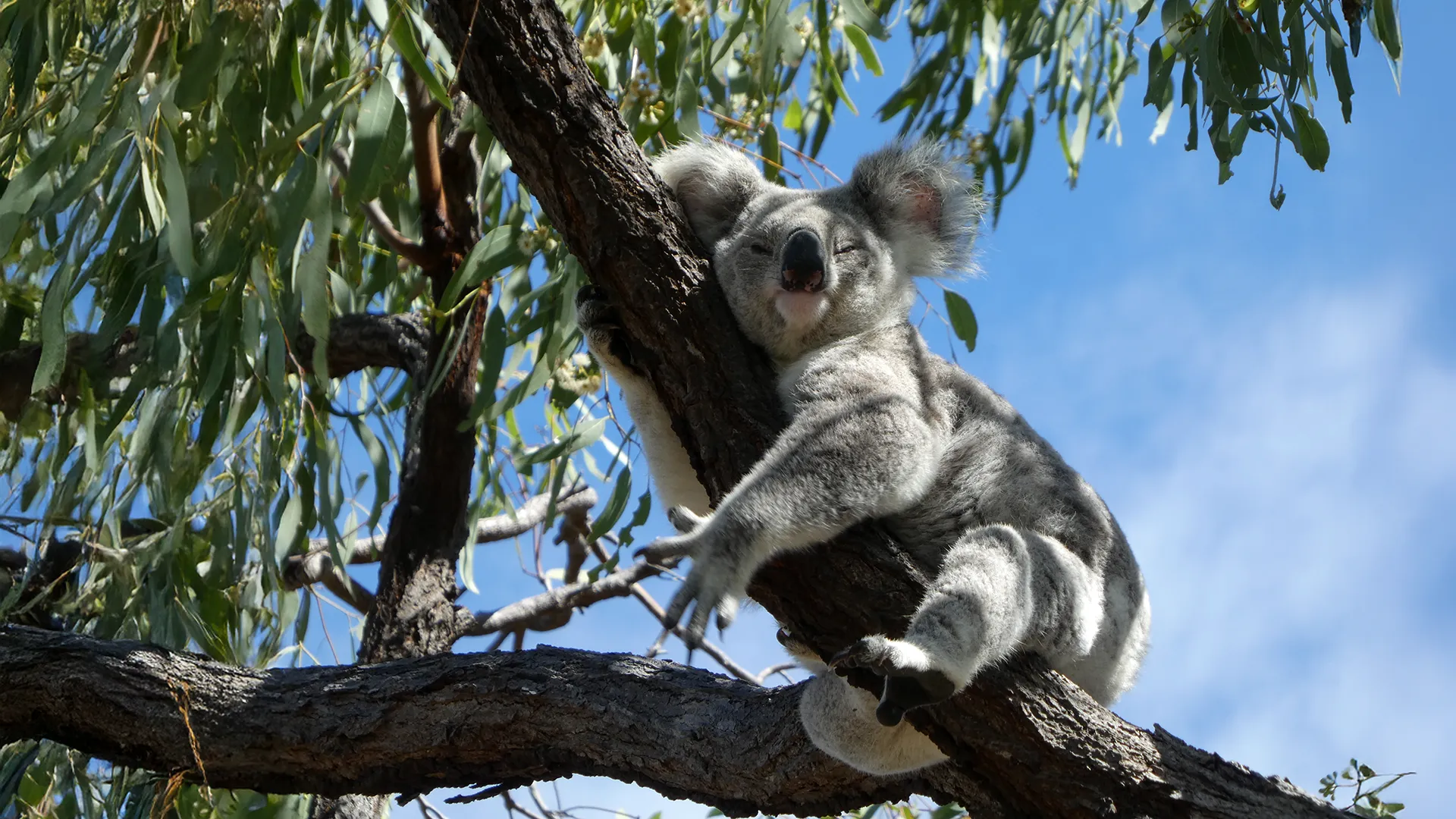Koalas on the brink: Precision DNA test offers a lifeline to Australia’s icons