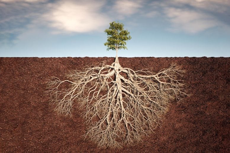 Plants Grow Hidden Second Root System – And It’s Helping Fight Climate Change