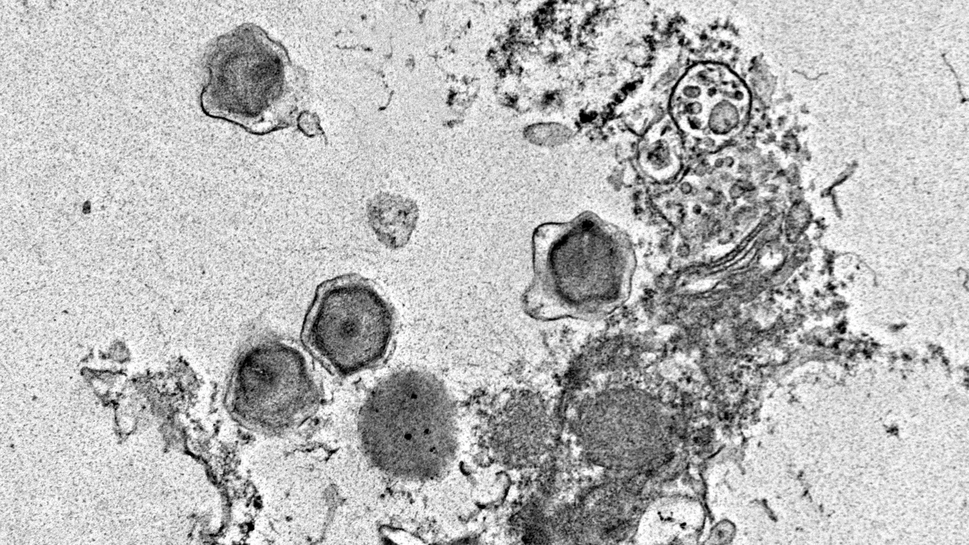 Scientists uncover 230 giant ocean viruses that hijack photosynthesis