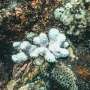 Coral reefs face an uncertain recovery from the fourth global mass bleaching event—can climate refuges help?