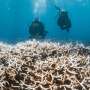 In a hotter future, what comes after coral reefs die?