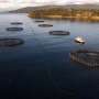Farmed production of some fish—and seaweed—is soaring