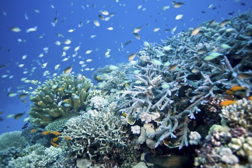 Coral reefs face an uncertain recovery from the 4th global mass bleaching event – can climate refuges help?