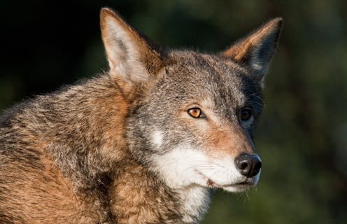 Beyond de-extinction and dire wolves, gene editing can help today’s endangered species