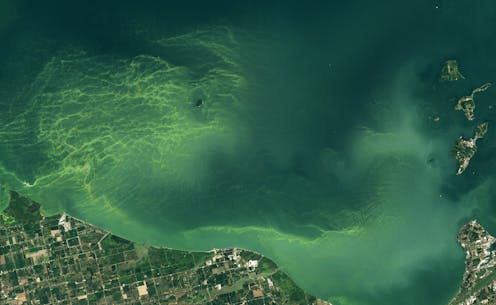 Toxic algae blooms are lasting longer in Lake Erie − why that’s a worry for people and pets
