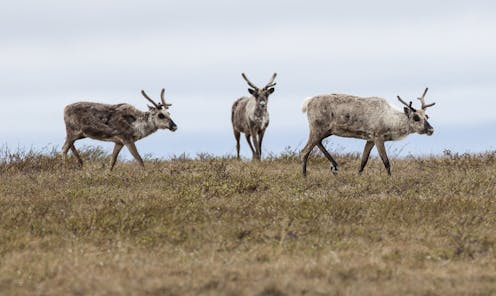 What’s at risk for Arctic wildlife if Trump expands oil drilling in the fragile National Petroleum Reserve-Alaska