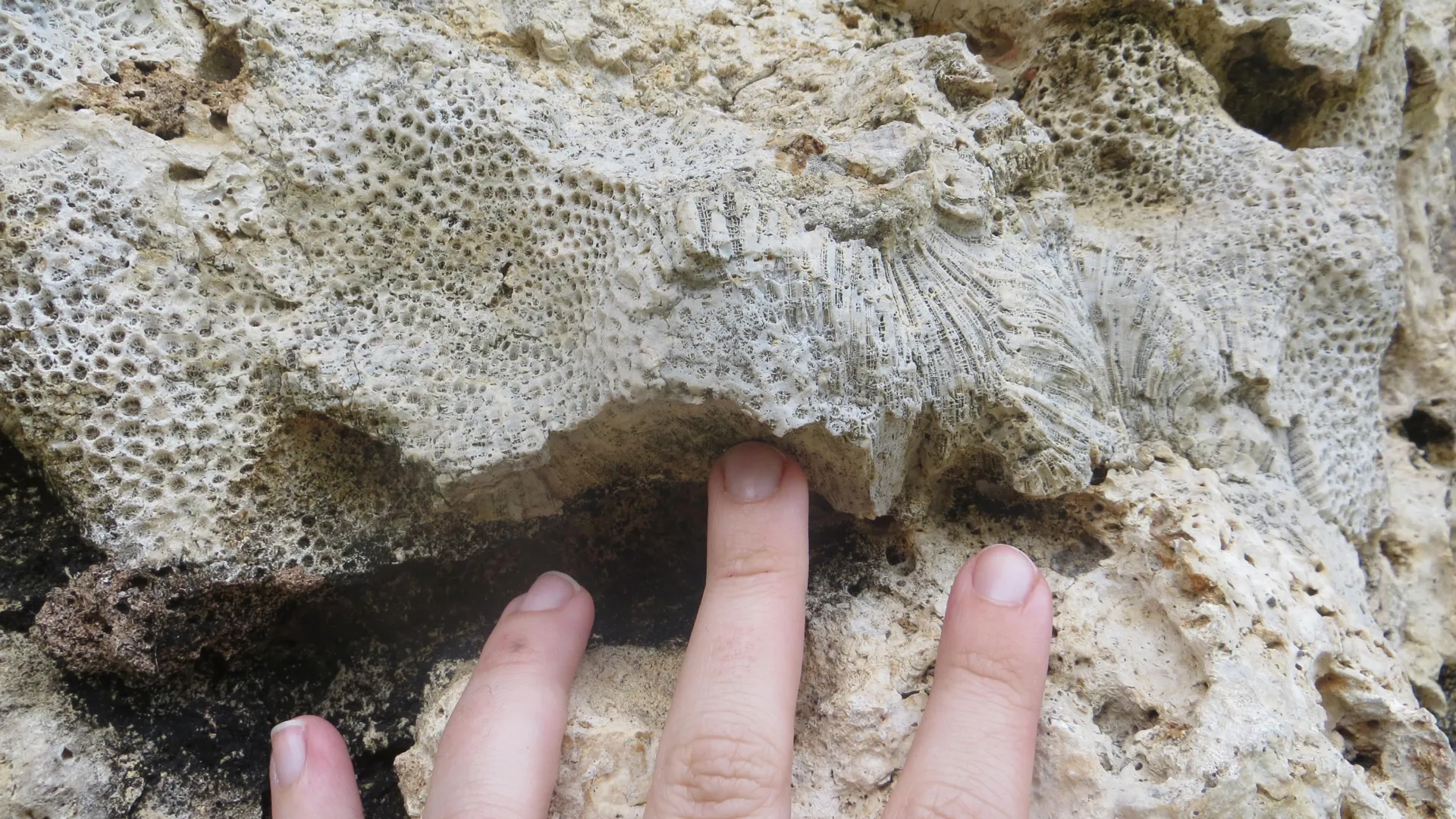 123,000-year-old coral fossils warn of sudden, catastrophic sea-level rise