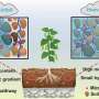 Green roofs shown to capture nearly all microplastics from rainwater