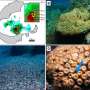 Study finds high microplastic levels in protected Mediterranean coral habitats
