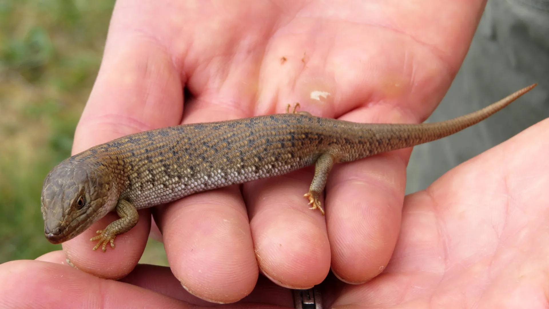 Can these endangered lizards beat the heat? Scientists test bold relocation plan