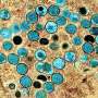 Q&A: How mpox research is helping scientists prepare for a new pandemic